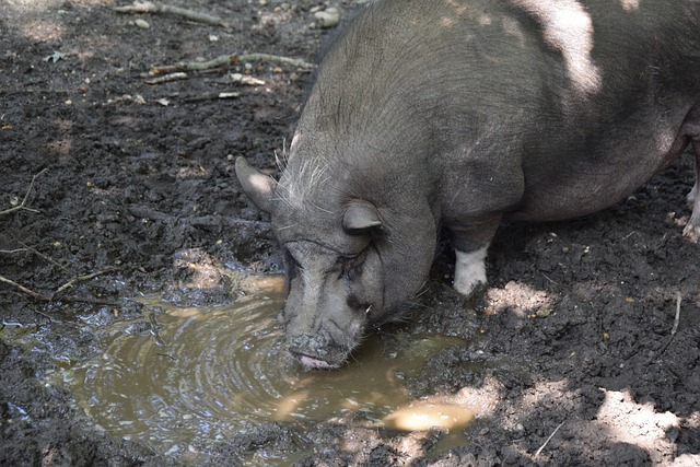 過去共同成 過去共同成